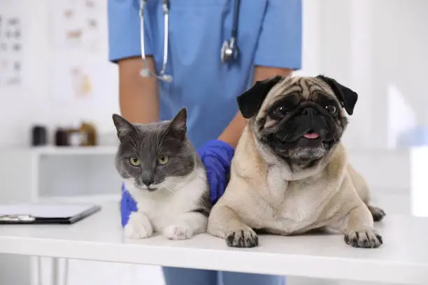 Assistência médica para cães e gatos