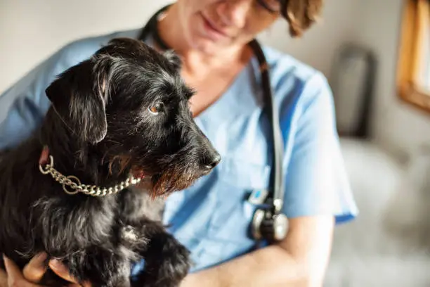 Assistencia medica pet em João Pessoa