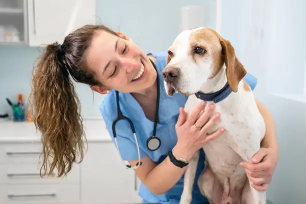 Assistencia medica pet em Recife