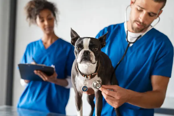 Assistência plano veterinário