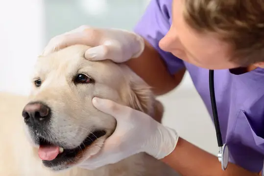 Convênio para animais de estimação em João Pessoa