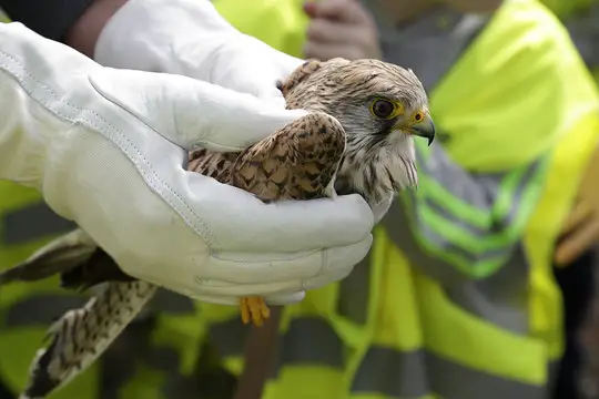 Convênio para animais silvestres