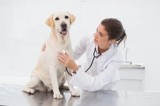 Convênio para cachorro em Aracaju