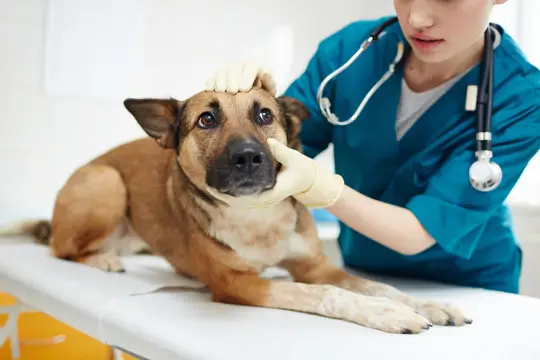 Convênio médico para cachorro em Aracaju