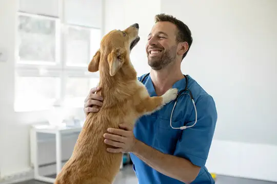 Convênio médico para cachorro em Recife