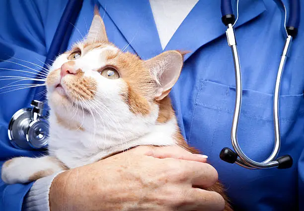 Convênio médico para gatos valor