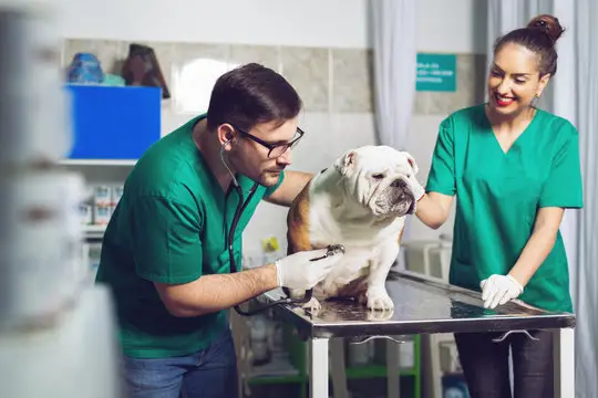 Convênio saúde para animais pet