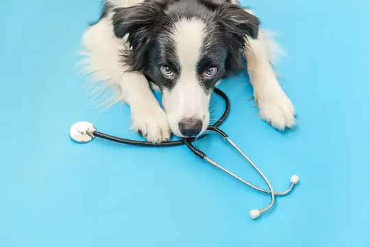 Convênio veterinário em Aracaju