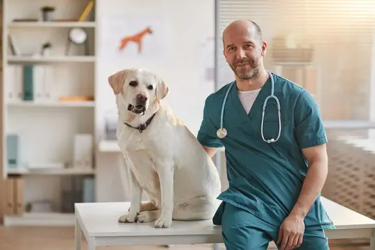 Convênio veterinário para cachorro