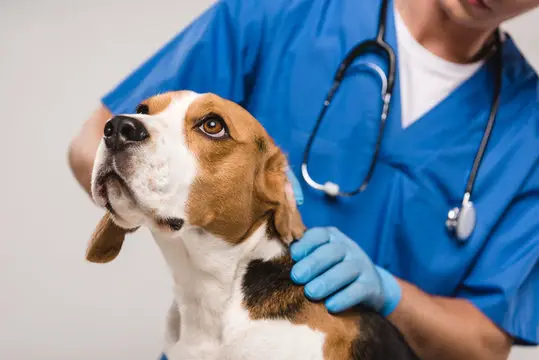 Convênio veterinário para cachorro em João Pessoa