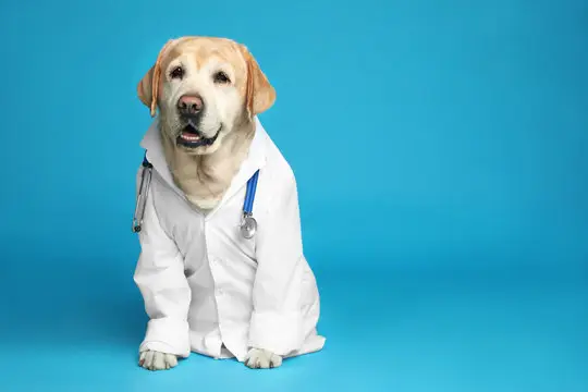 Convênio veterinário sem coparticipação