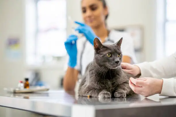 Convênio veterinário para gatos em João Pessoa