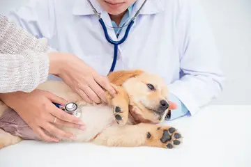 Convênio veterinário em Recife