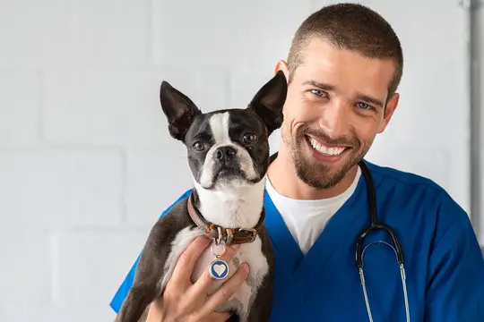 Plano médico para cães e gatos