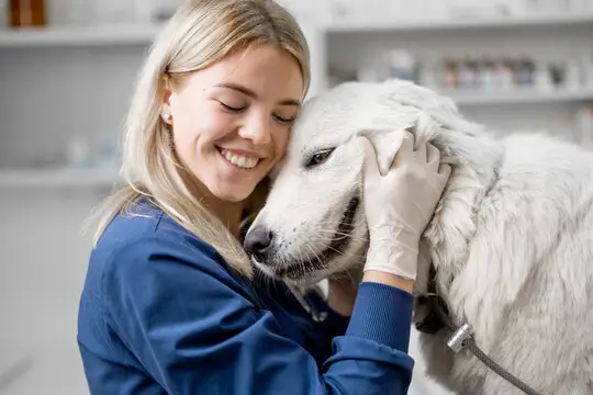 Plano de saúde para cachorro em Aracaju