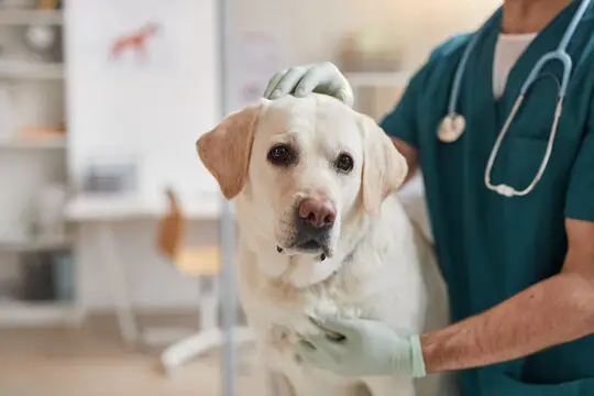 Plano saúde cachorro em João Pessoa