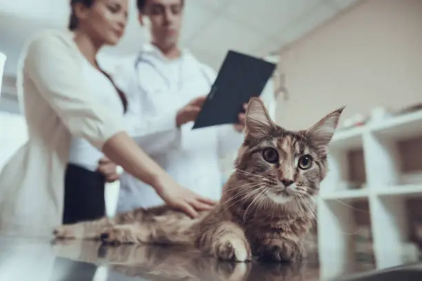 Plano de saúde pet em Aracaju