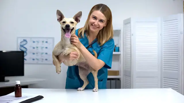 Plano de saúde pet barato em João Pessoa