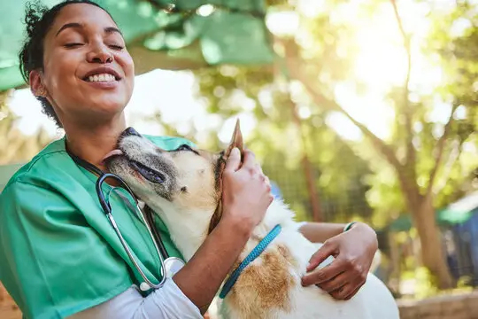 Plano de saúde pet barato em Recife