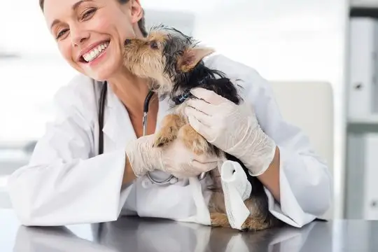 Plano de saúde pet sem coparticipação em João Pessoa