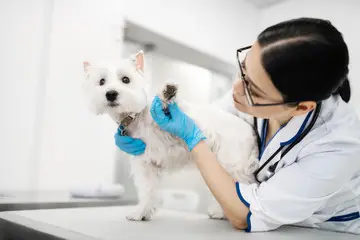 Plano saúde para pet em João Pessoa