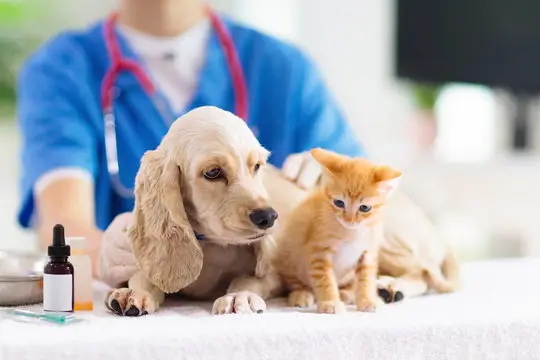 Plano de saúde veterinário acessível