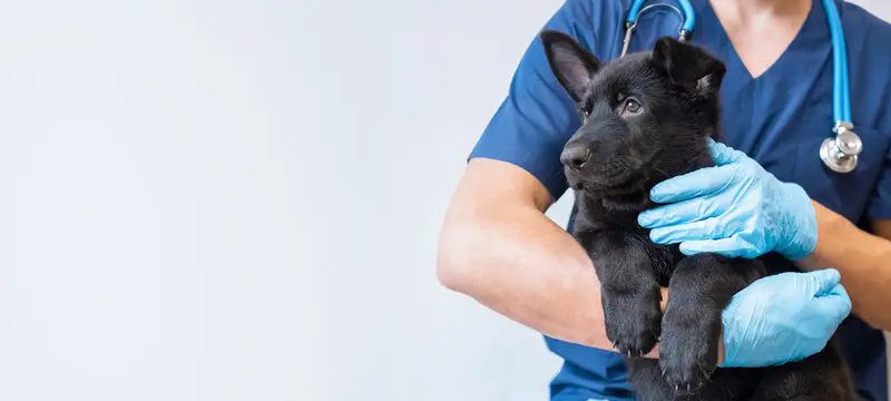 Plano veterinário para cachorro