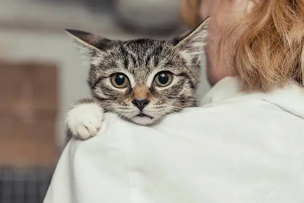 Plano veterinário para gatos