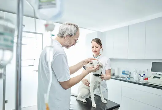 Plano veterinário pet