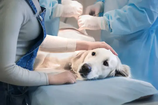 Valor de plano de saúde para cachorro